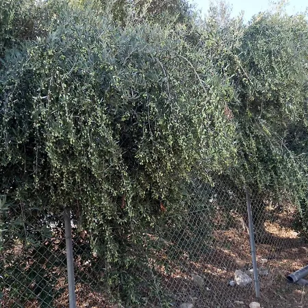 Sea Caves בית נופש פאהיה